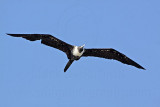 _MG_1121 Magnificent Frigatebird.jpg