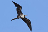 _MG_1147 Magnificent Frigatebird.jpg