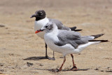 _MG_2856 Laughing Gull.jpg