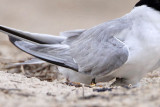 _MG_7397crop Least Tern.jpg