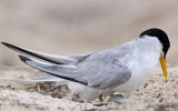 _MG_7414 Least Tern.jpg