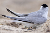 _MG_7418 Least Tern.jpg