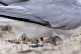 _MG_7418crop Least Tern.jpg