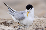 _MG_7457 Least Tern.jpg