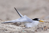 _MG_7605 Least Tern.jpg