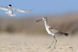 _MG_8339 Least Tern attacking Willet.jpg
