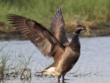 _MG_5579 Brant.jpg