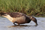 _MG_5750 Brant.jpg