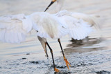 _MG_2619 Snowy Egret.jpg