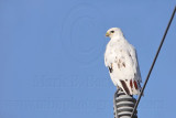 _MG_4079 Leucistic Red-tailed Hawk.jpg