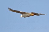 _MG_4086 Leucistic Red-tailed Hawk.jpg