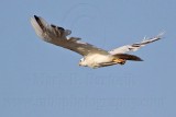 _MG_4087 Leucistic Red-tailed Hawk.jpg