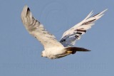 _MG_4090 Leucistic Red-tailed Hawk.jpg