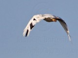 _MG_4103 Leucistic Red-tailed Hawk.jpg