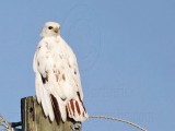 _MG_4238 Leucistic Red-tailed Hawk.jpg