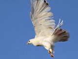 _MG_5723 Leucistic Red-tailed Hawk.jpg