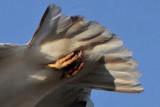 _MG_5727tail down  Leucistic Red-tailed Hawk.jpg