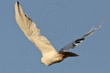 _MG_5735 Leucistic Red-tailed Hawk.jpg