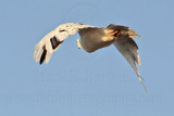 _MG_5736 Leucistic Red-tailed Hawk.jpg