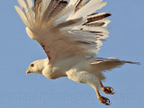 _MG_5811 Leucistic Red-tailed Hawk.jpg