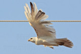 _MG_5814 Leucistic Red-tailed Hawk.jpg