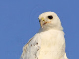 _MG_5857 Leucistic Red-tailed Hawk.jpg