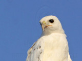 _MG_5859 Leucistic Red-tailed Hawk.jpg