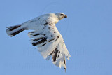 _MG_5892 Leucistic Red-tailed Hawk.jpg