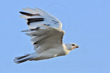 _MG_5894 Leucistic Red-tailed Hawk.jpg
