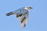_MG_5895 Leucistic Red-tailed Hawk.jpg