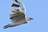 _MG_5897 Leucistic Red-tailed Hawk.jpg