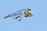 _MG_5903 Leucistic Red-tailed Hawk.jpg