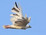 _MG_5921 Leucistic Red-tailed Hawk.jpg