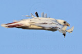 _MG_5924 Leucistic Red-tailed Hawk.jpg