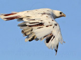 _MG_5927 Leucistic Red-tailed Hawk.jpg