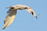 _MG_5941 Leucistic Red-tailed Hawk.jpg