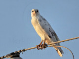 _MG_5953 Leucistic Red-tailed Hawk.jpg