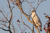 _MG_6120 Leucistic Red-tailed Hawk.jpg