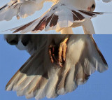 tail Leucistic Red-tailed Hawk.jpg