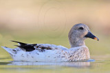 _MG_7545 Silver Call Duck.jpg