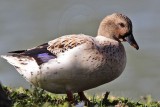 _MG_4553 Silver Call Duck.jpg
