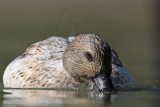 _MG_4740 Silver Call Duck.jpg