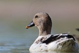 _MG_4769 Silver Call Duck.jpg
