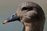 _MG_5236 Silver Call Duck.jpg