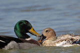 _MG_5639 Silver Call Duck & Mallard.jpg