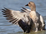 _MG_5675 Silver Call Duck.jpg