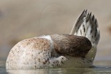 _MG_5798 Silver Call Duck.jpg