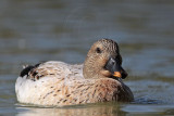 _MG_6089 Silver Call Duck.jpg