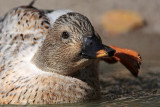 _MG_6272 Silver Call Duck.jpg