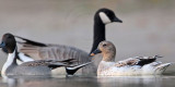 _MG_8454 Silver Call Duck, Pintail & Cackling Goose.jpg